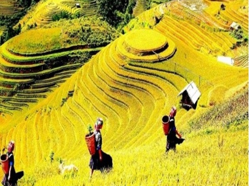 HÀ NỘI –  SUỐI KHOÁNG NÓNG NGỌC CHIẾN – MÙ CANG CHẢI – HÀ NỘI 3N2Đ